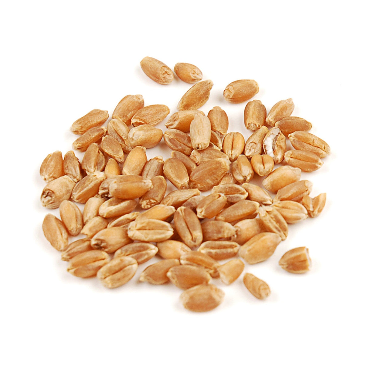 Wheat Berries, Hard Red, Whole Grain, Organic 1 - 10 POUND