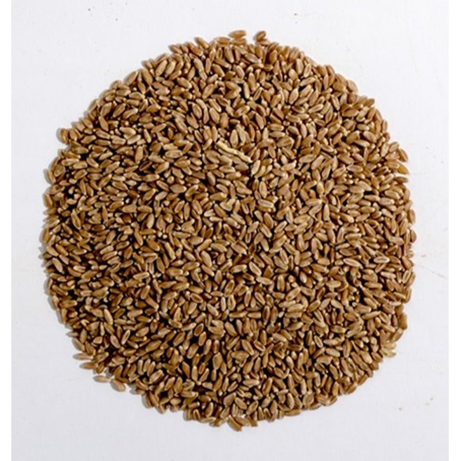 Wheat Berries 2 - 5 POUND